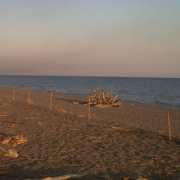 legni spiaggiati nell'oasi di burano