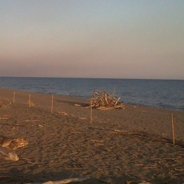 legni spiaggiati nell'oasi di burano